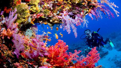 Some corals have DNA to adapt to warmer climate: study