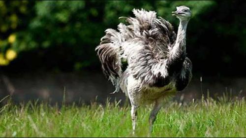 Watch out for aggressive, big bird, Britons told