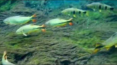 10,000 fish die in delayed Brazil aquarium project