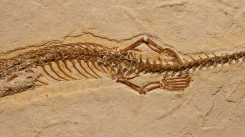 Fossil of a four-legged snake found in Brazil
