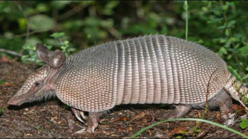 Texas man shoots armadillo, gets hit in face by bullet ricochet