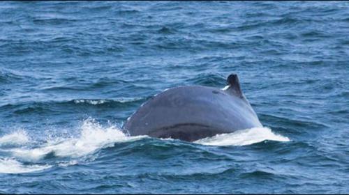 Whale gets close-up of Buenos Aires, delighting onlookers