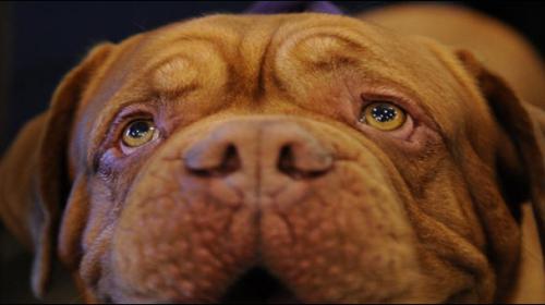 Dog buried alive in France sparks social media fury