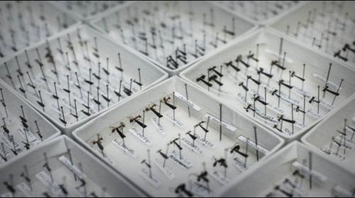 World’s first ant map launched in Hong Kong
