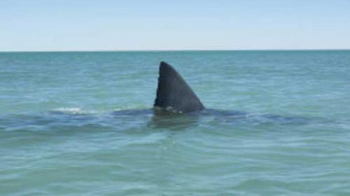 Australia to tag sharks but rules out cull