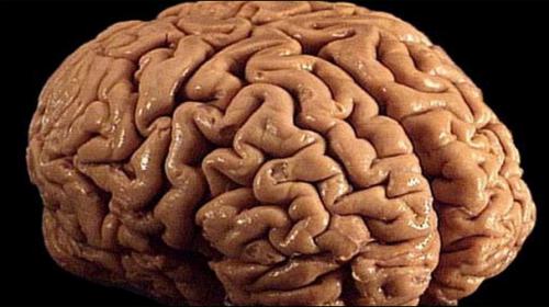Nearly complete brain grown in US lab: university