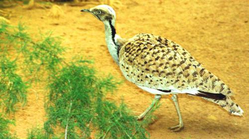SC bans Houbara hunting, cancels licenses