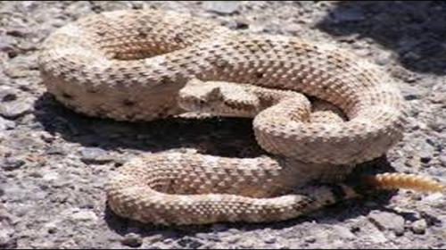California man bitten by rattlesnake he picked up for photo: local media