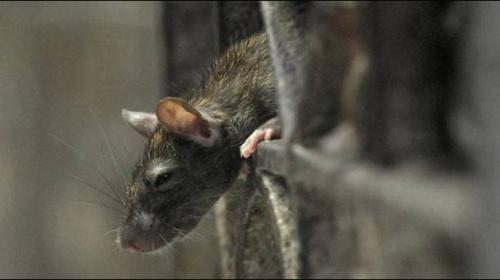 Newborn dies after rat bites in Indian hospital: mother