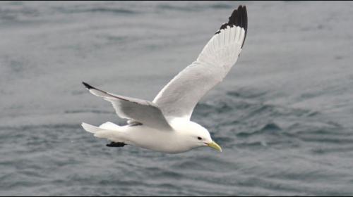 Nearly all seabirds will have ingested plastic by 2050