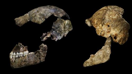 Remains of new human species found