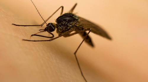 Malaria MDG target achieved but three billion people remain at risk: UN report