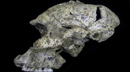 Fossils reveal human ancestors’ hearing abilities