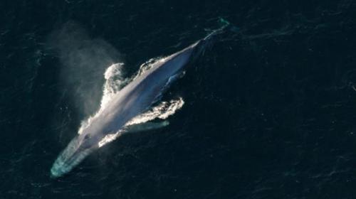 Big gulp: feeding strategy of blue whales revealed
