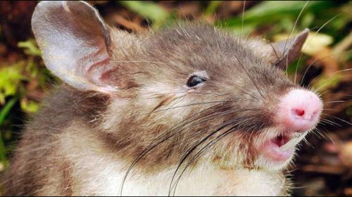 Scientists discover ‘hog-nosed rat’ in Indonesia