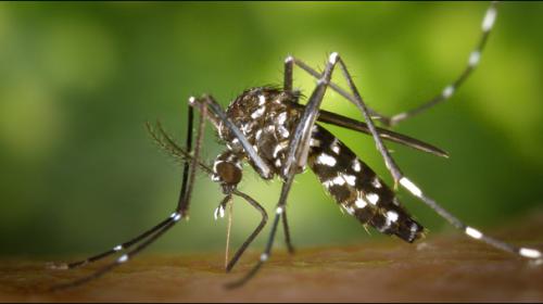 Nearly 700 killed by dengue in Brazil: health officials
