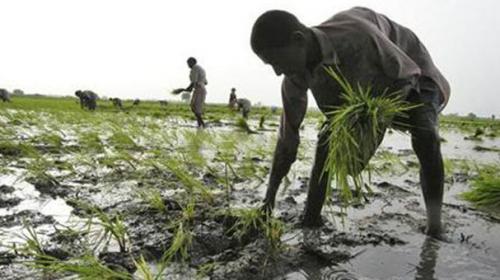 Water-short Pakistani farmers test less thirsty way to grow rice