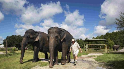 Florida circus elephants find second career in research