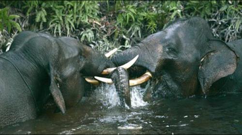 Two rare elephants found dead in Indonesia