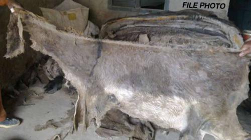 Bid to smuggle donkey hides foiled in Karachi