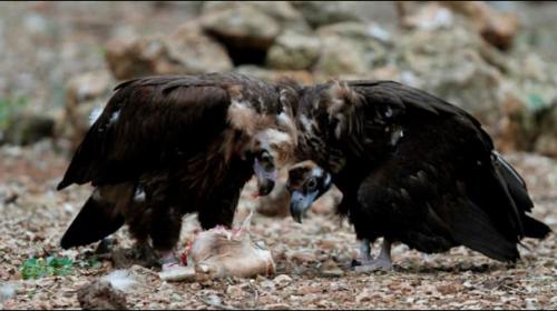 Vulture's genes help it thrive on rotting flesh
