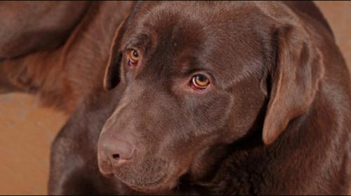 Dog named Trigger shoots owner in the foot in Indiana
