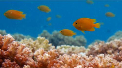 Fish cry for help to escape predators: Australian scientists