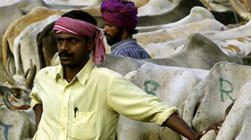 Modi govt has 'beef' with documentary, blocks screening at film festival