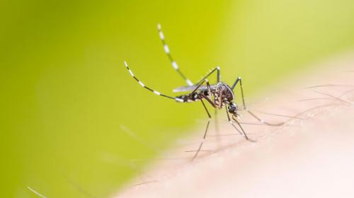 187 more dengue cases surface in Karachi