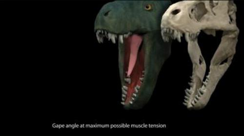 Allosaurus had monstrously gaping jaws