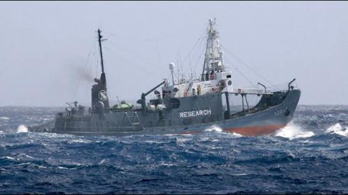 Japan fleet sets sail for Antarctic whale hunt