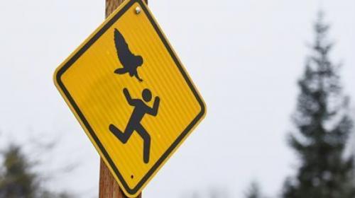 Owlcapone on the loose in Oregon