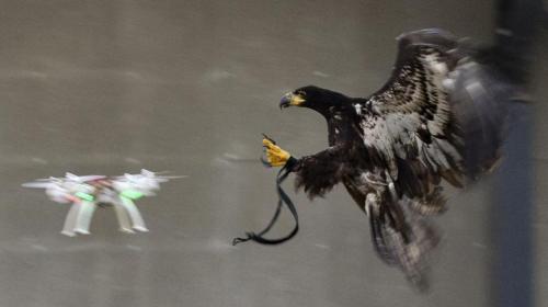 Dutch police train eagles to snatch enemy drones