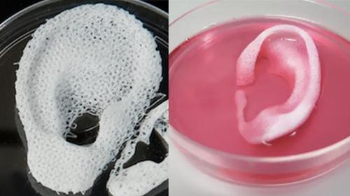 Scientists develop 3D-printed living body parts