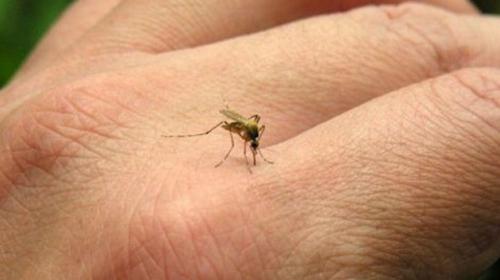 Six cases of Zika virus through sexual transmission in US