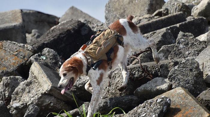 Japan 'robo' dogs eyed for quake rescue missions