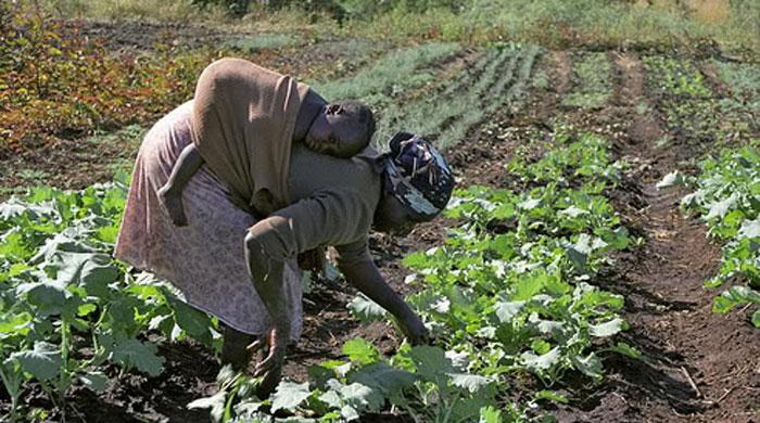 Female farmers in 90 nations face discriminatory land laws