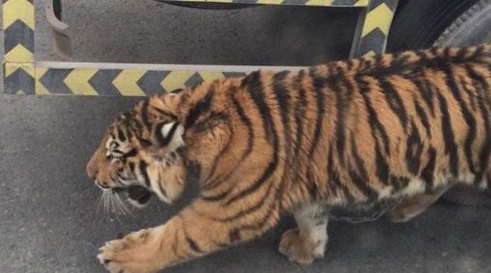 Traffic halts on Doha highway as tiger escapes its owner