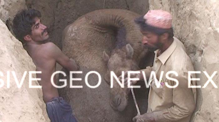 Help does not reach Cholistan camel a day later