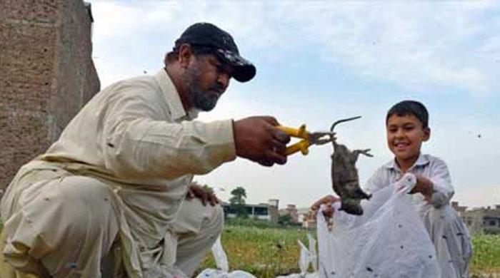 Peshawar admin postpones decision to pay head money for rats