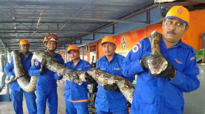 ‘Longest-ever’ captured python dies ‘Longest-ever’ captured python dies