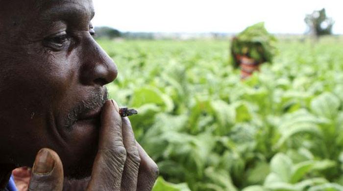 Zimbabwe´s tobacco revenue up in smoke due to El Nino