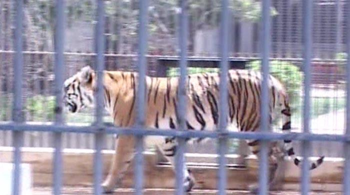 Bengal tiger dies of 'kidney failure' at Karachi zoo
