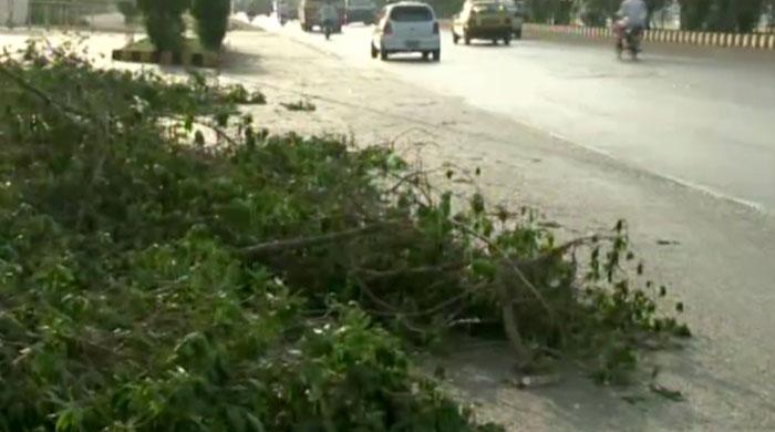 Trees in Karachi cut to make room for more signboards