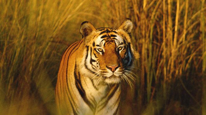 Dutch police track tigers on the loose from animal shelter