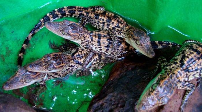 Chinese police seize nearly 400 baby Siamese crocodiles: Xinhua