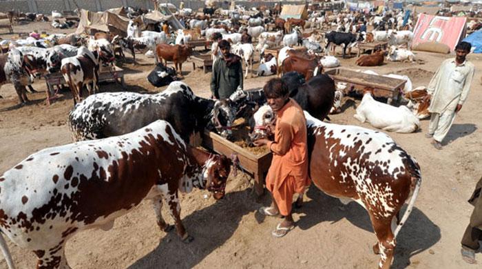 KMC issues health advisory for Congo virus ahead of Eid-ul-Azha