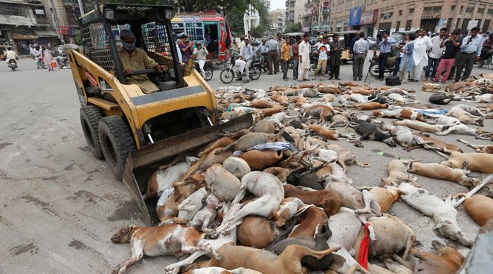 At least 700 stray dogs poisoned in Karachi