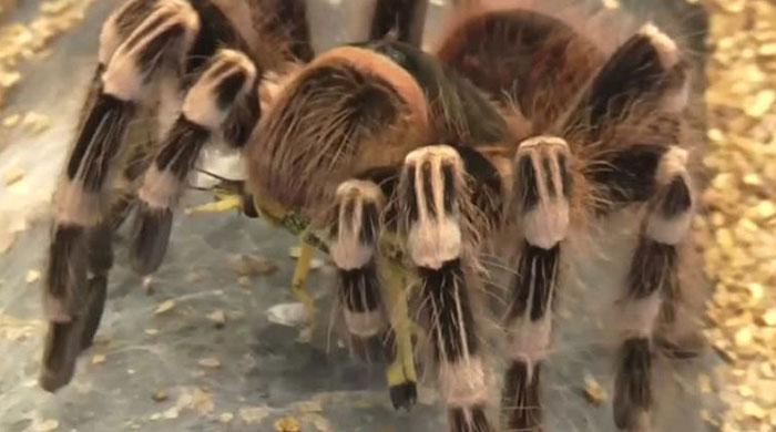 Spiders and scorpions join fight against superbugs 