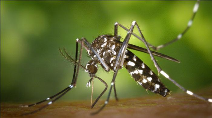 40 cases of dengue reported in Karachi this week